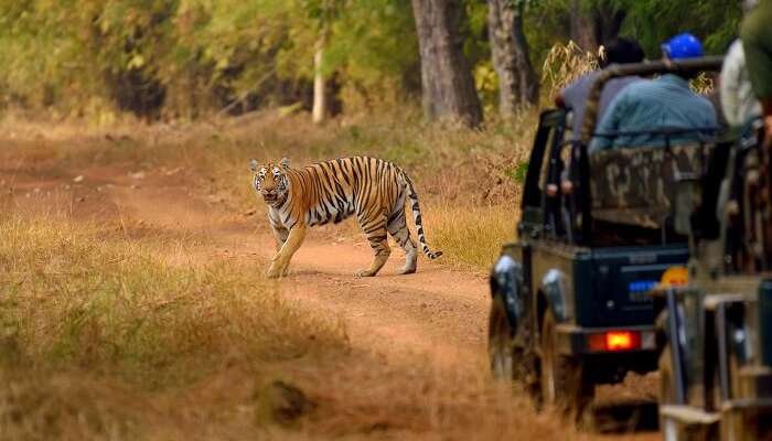 Jungle safari starts in Bharatpur forest
