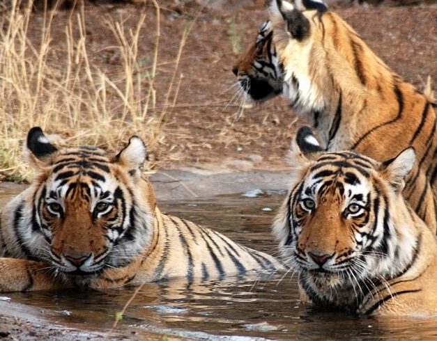 This Incredible Safari Is the Real-Life Jungle Book