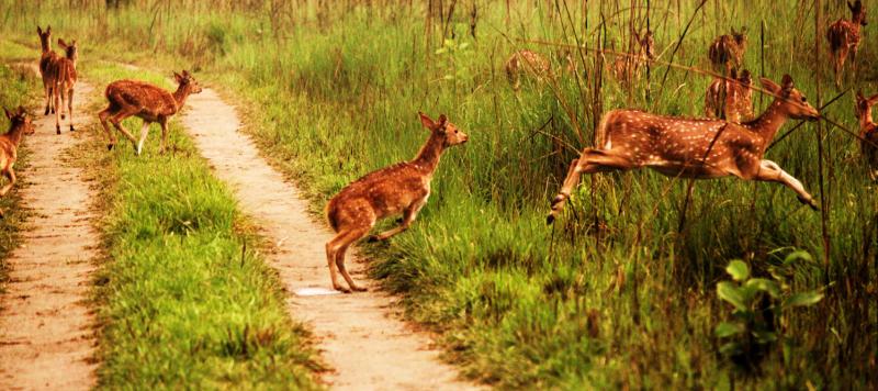 Exploring Jim Corbett National Park—safaris you must take whilst in the jungle
