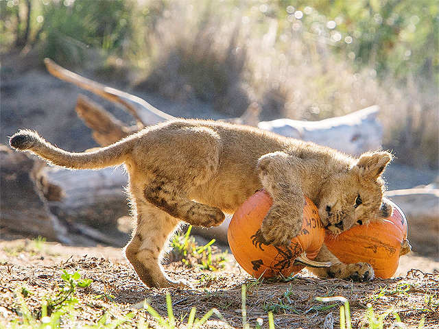 Keeping stray rhinos secure is a mission on fringes of Nepal park