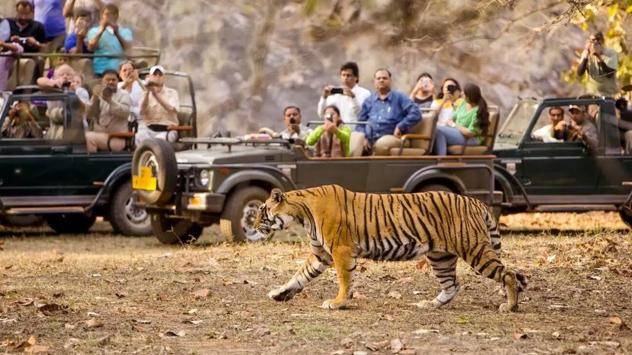 Safari in Silence: Tadoba, Sariska Tiger Reserves Go Greener, Get Electric Cars