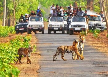 Trip to Kanha National Park Today and Experience India’s Natural Beauty