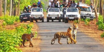Trip to Kanha National Park Today and Experience India’s Natural Beauty