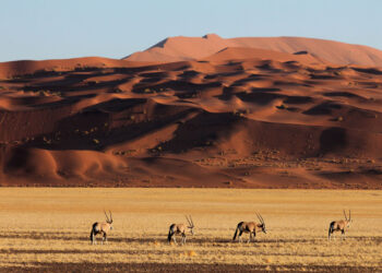 Desert Safari Namibia – The Ultimate Safari Adventure
