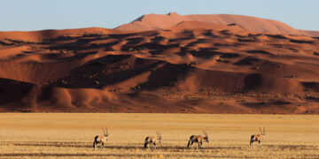 Desert Safari Namibia – The Ultimate Safari Adventure