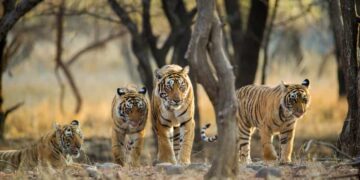 What to Bring for Your Jungle Safari Trip in India